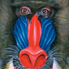 mandrill thumb